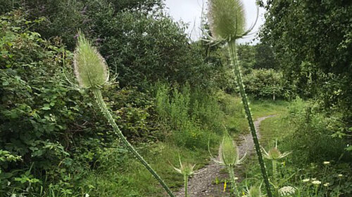 Image of footpath in Clyne Valley